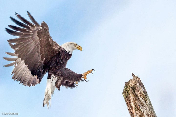 Chilkat Bald Eagle Preserve Rafting - Skagway Departure - Photo 1 of 6